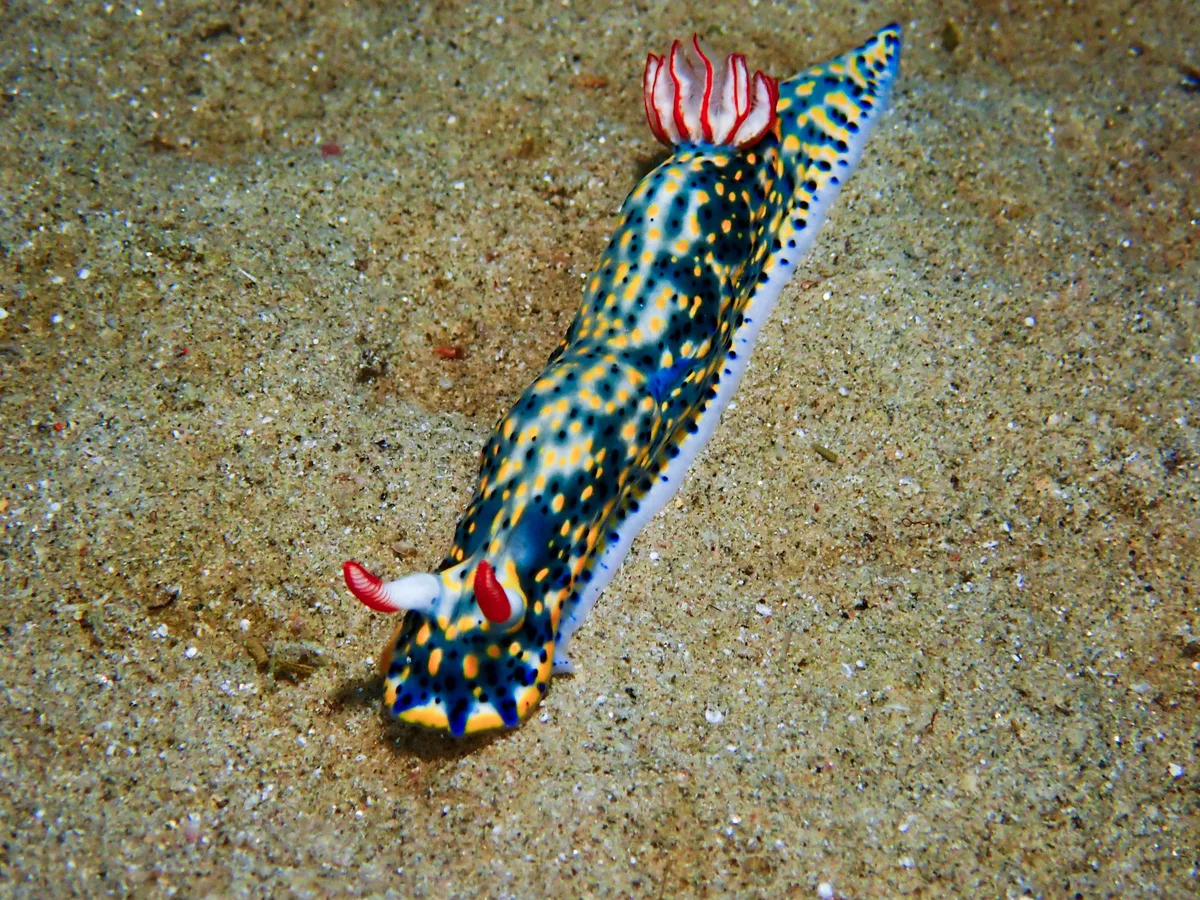 Hypselodoris infucata