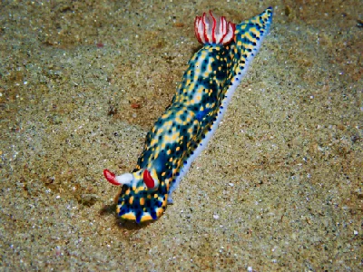 Hypselodoris infucata