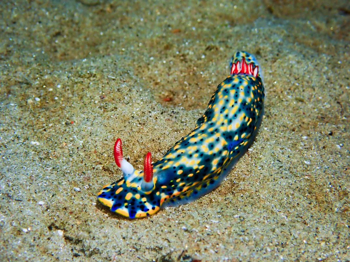 Hypselodoris infucata