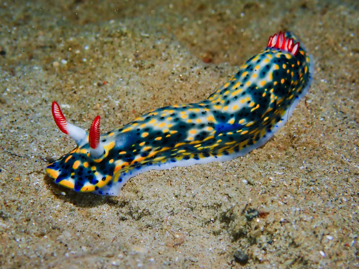 Hypselodoris infucata