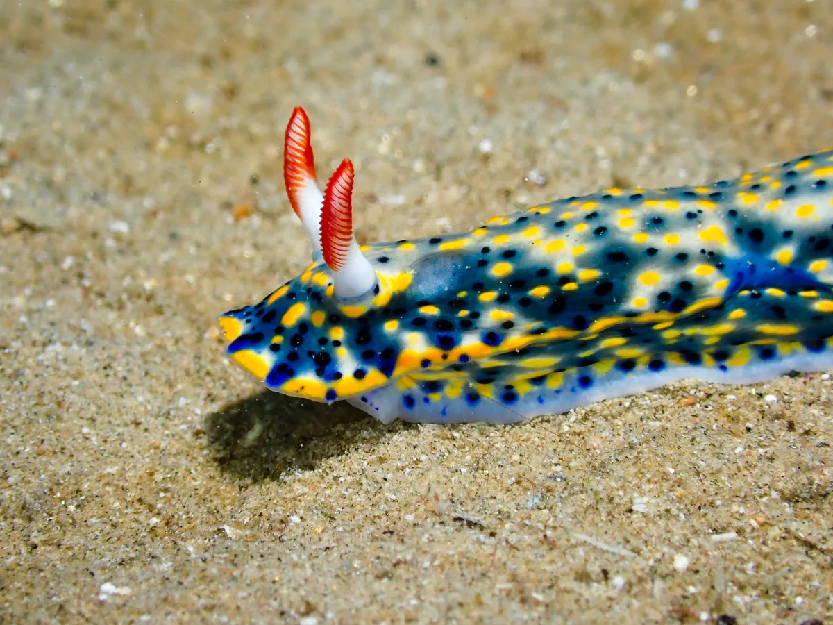 Hypselodoris infucata