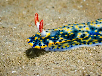 Hypselodoris infucata