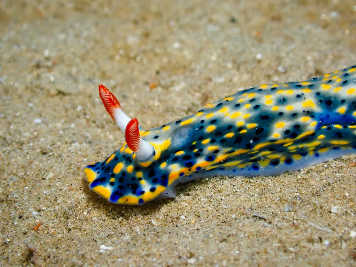 Hypselodoris infucata