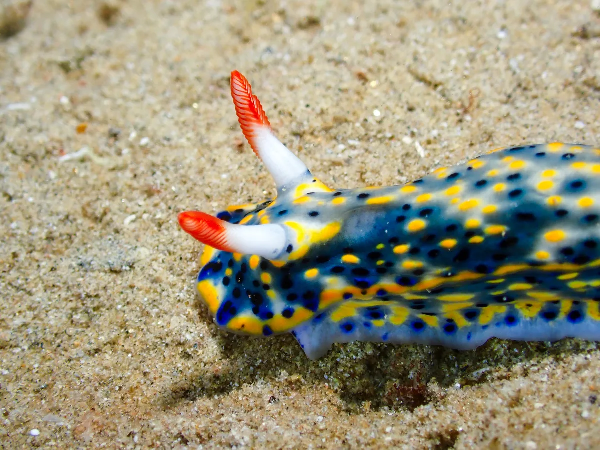 Hypselodoris infucata