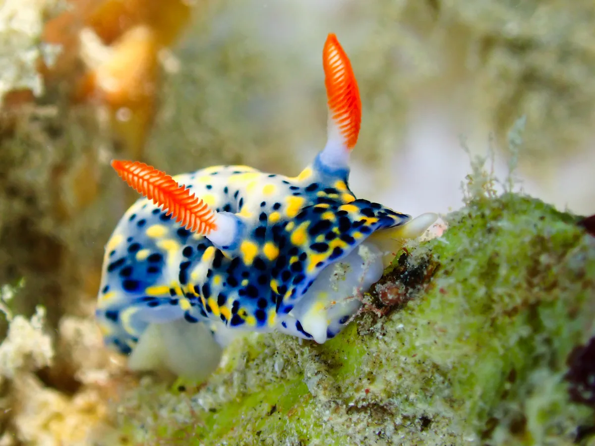 Hypselodoris infucata