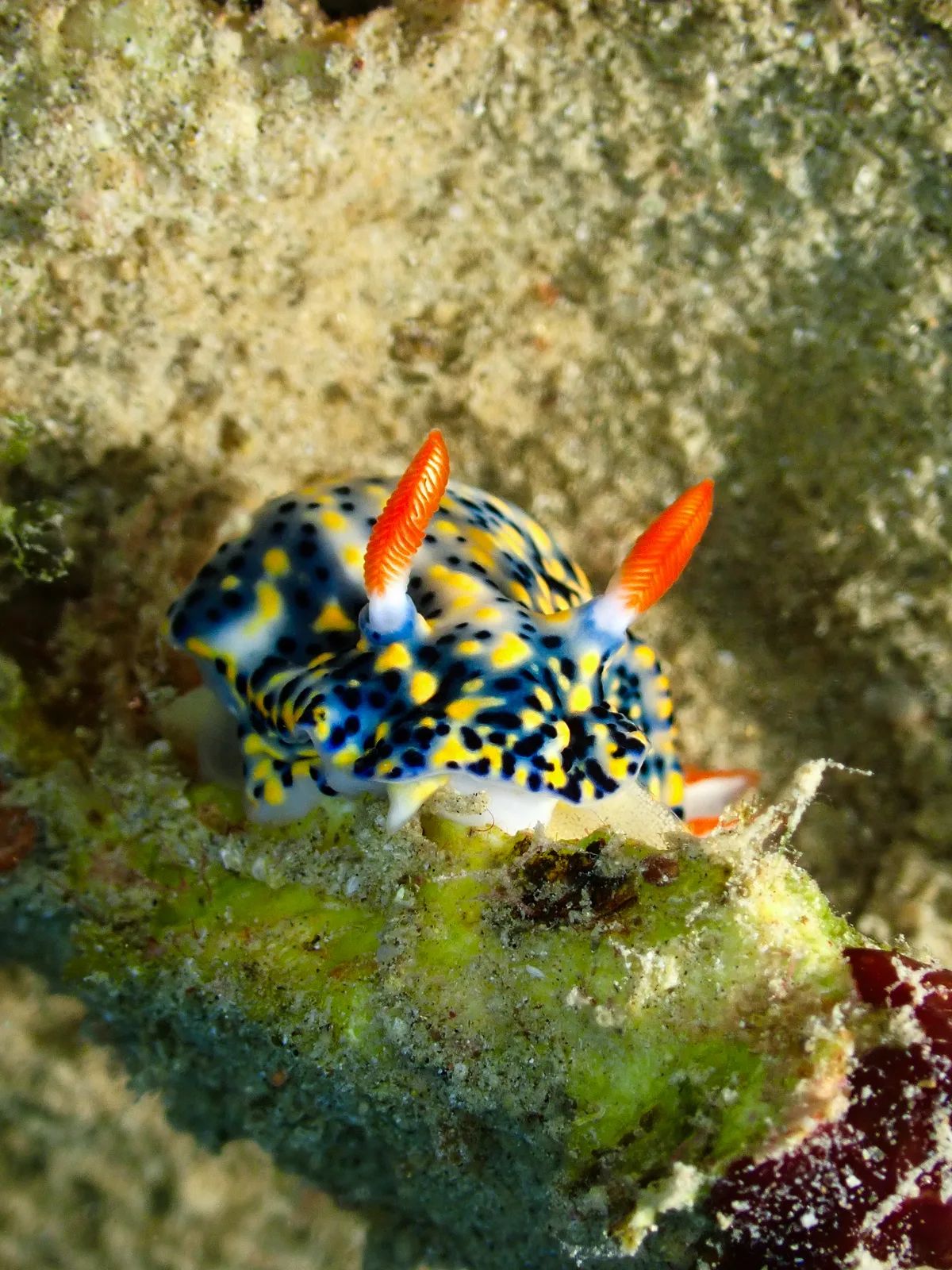 Hypselodoris infucata