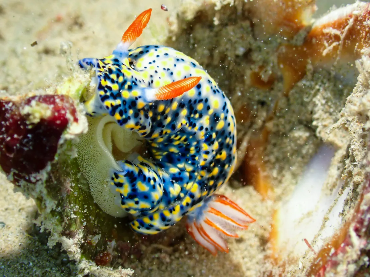 Hypselodoris infucata with eggs