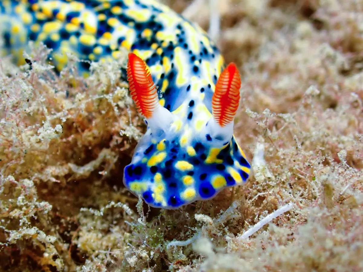 Hypselodoris infucata