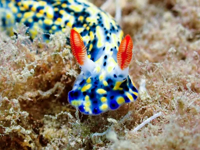 Hypselodoris infucata