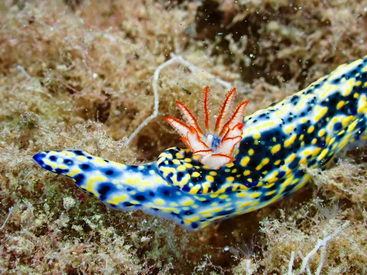Hypselodoris infucata
