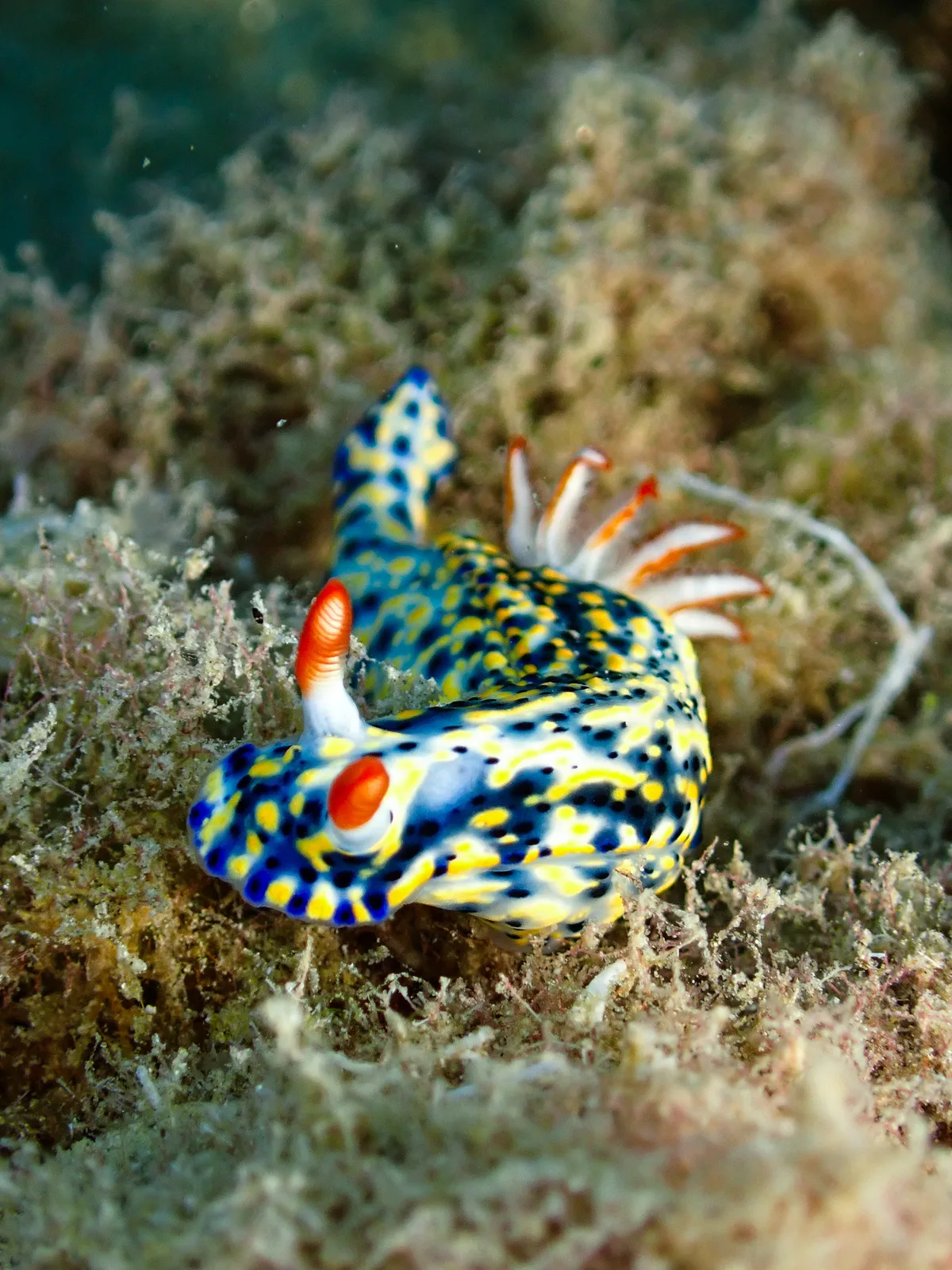 Hypselodoris infucata