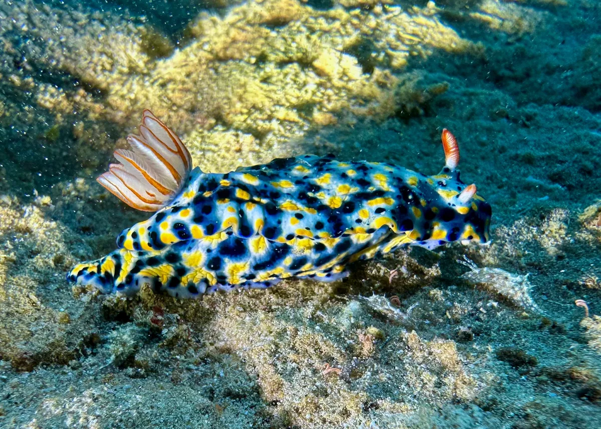 Hypselodoris Infucata