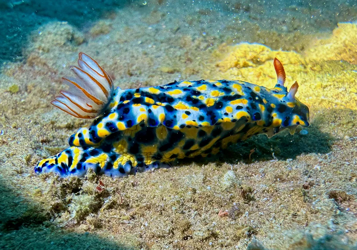 Hypselodoris Infucata