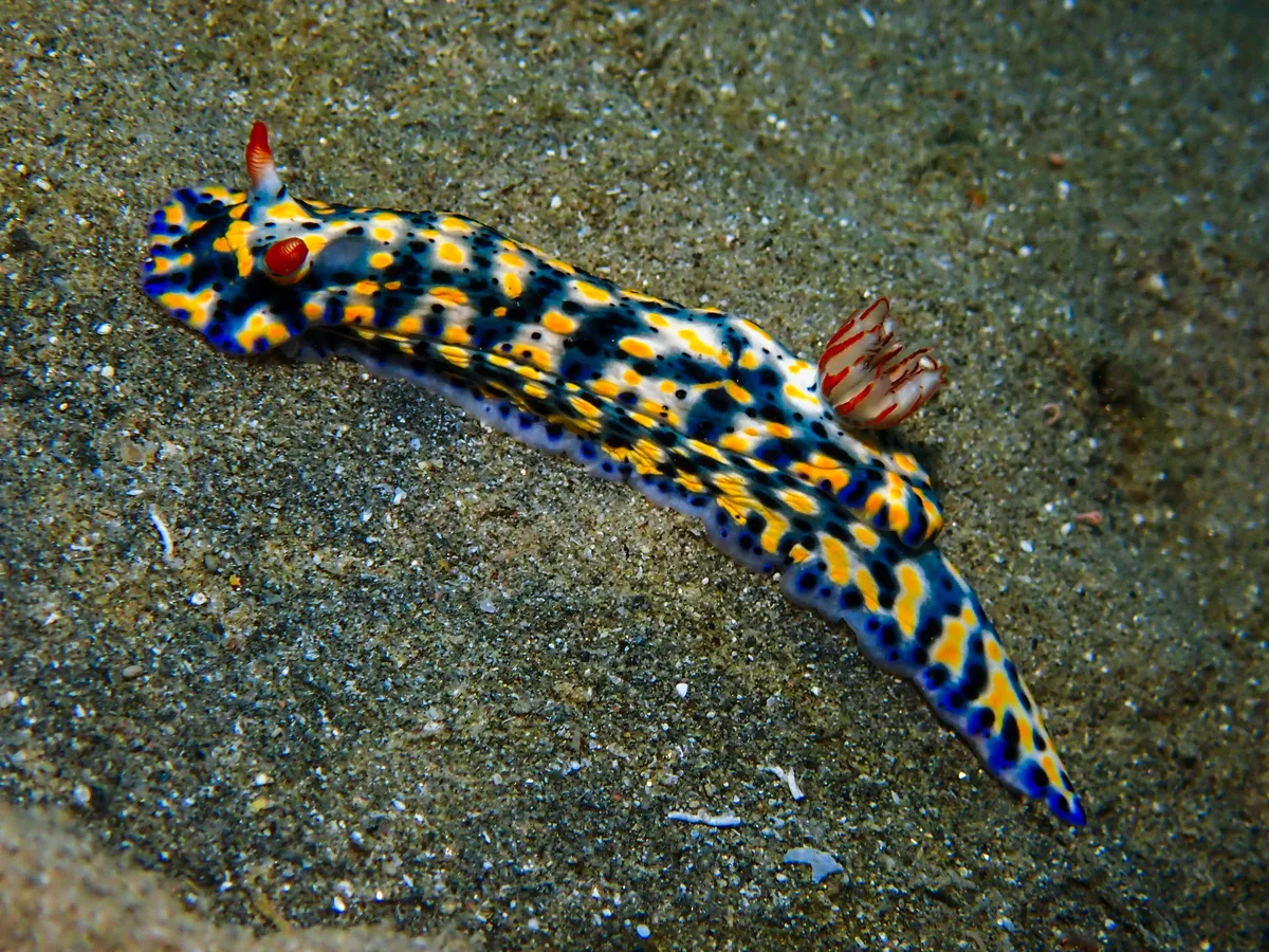 Hypselodoris Infucata