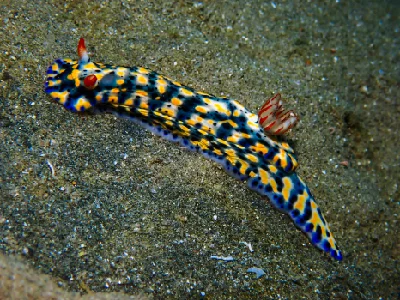 Hypselodoris Infucata
