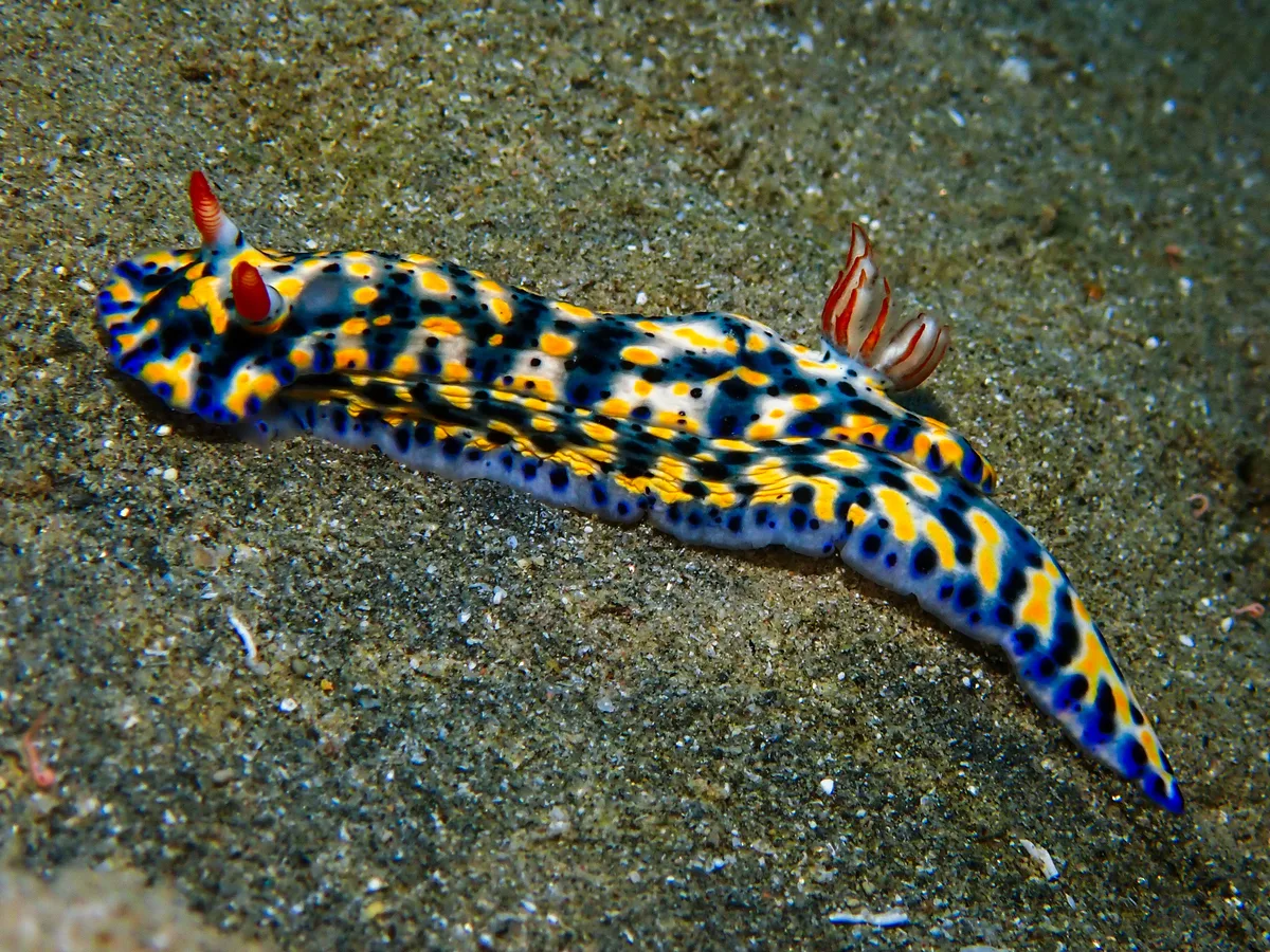 Hypselodoris Infucata
