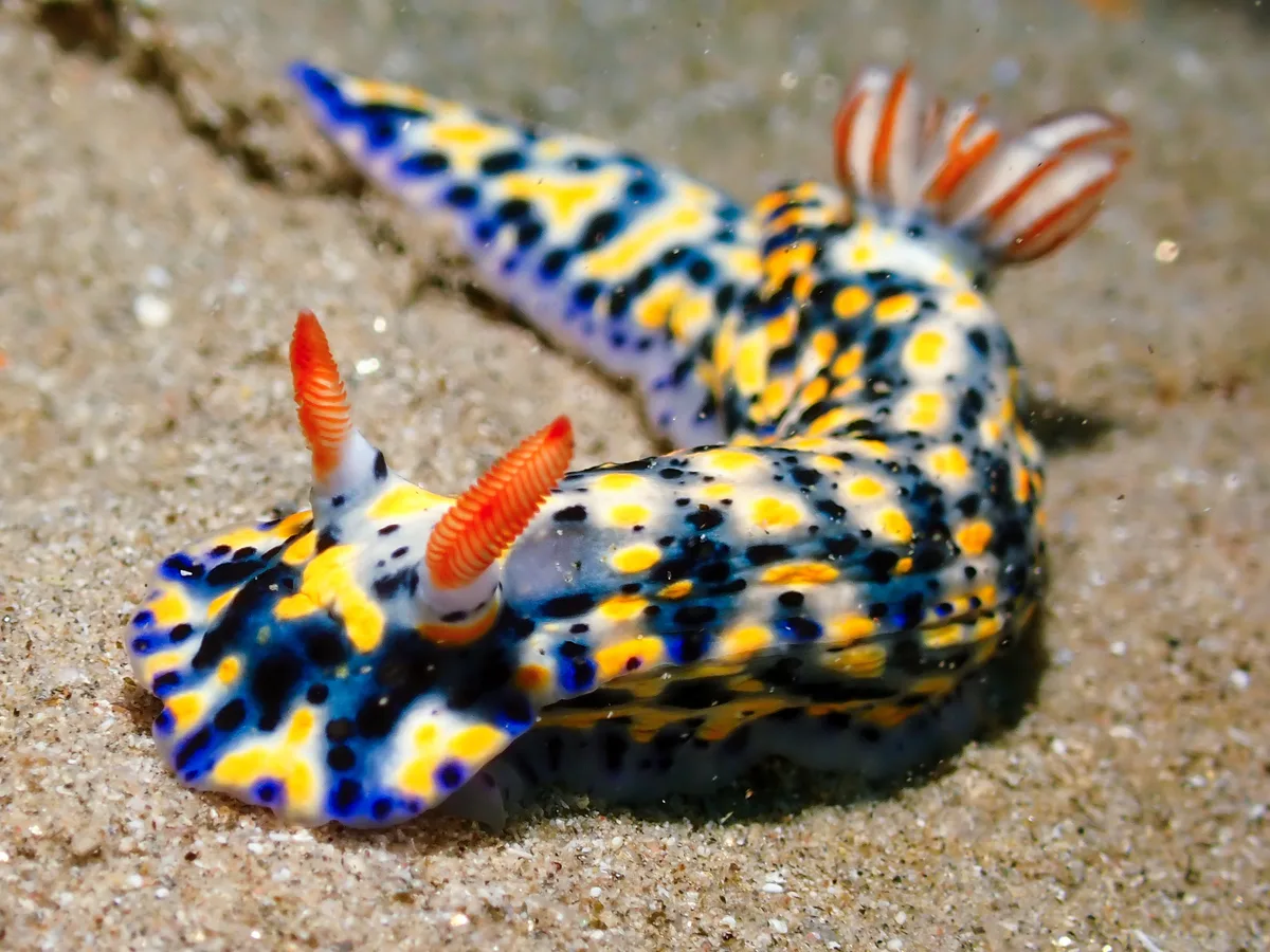 Hypselodoris Infucata