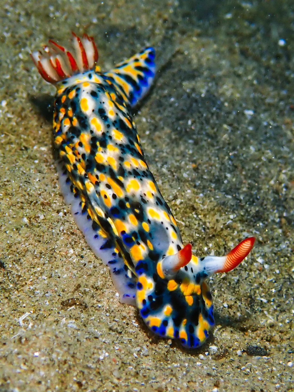 Hypselodoris Infucata