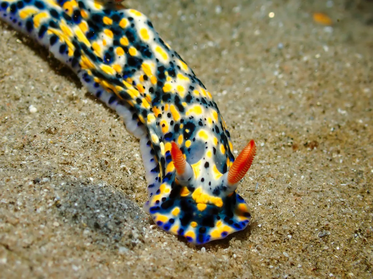 Hypselodoris Infucata