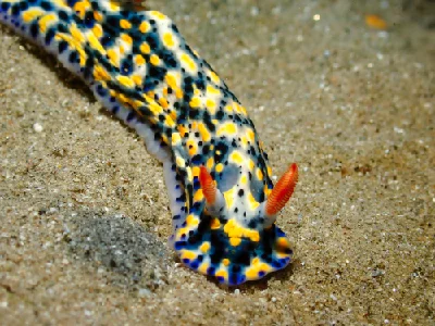 Hypselodoris Infucata