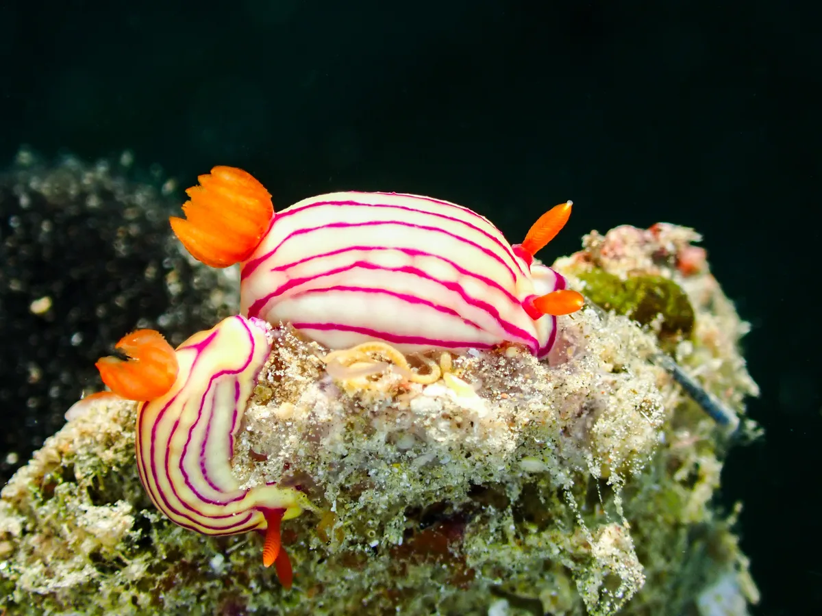 Hypselodoris maridadilus