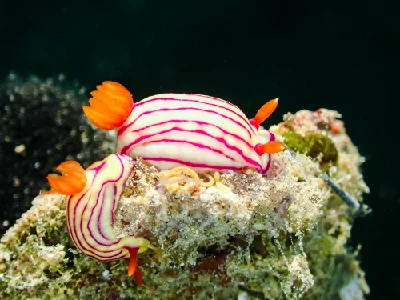 Hypselodoris maridadilus