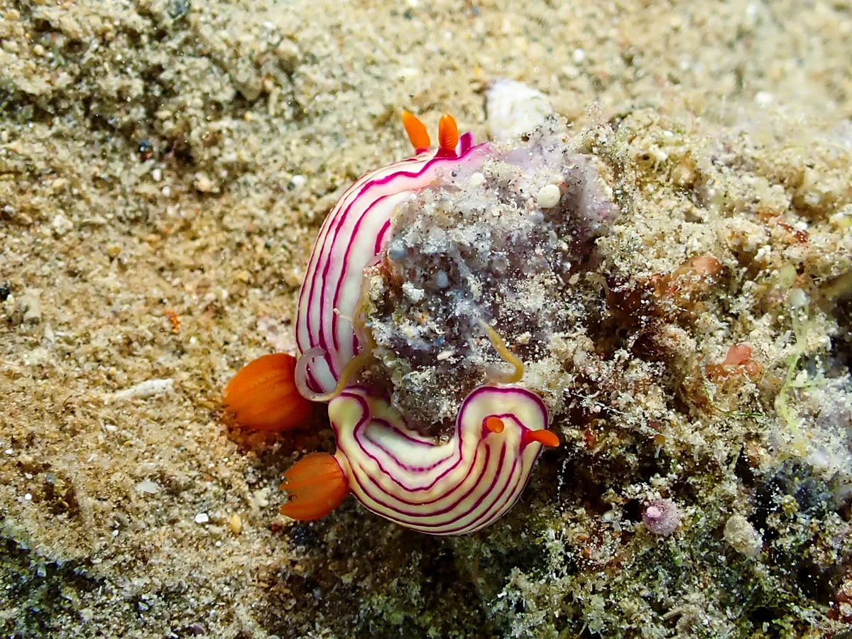 Hypselodoris maridadilus