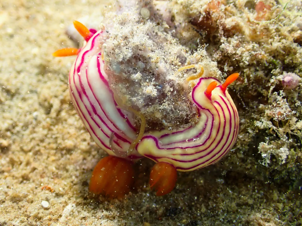 Hypselodoris maridadilus