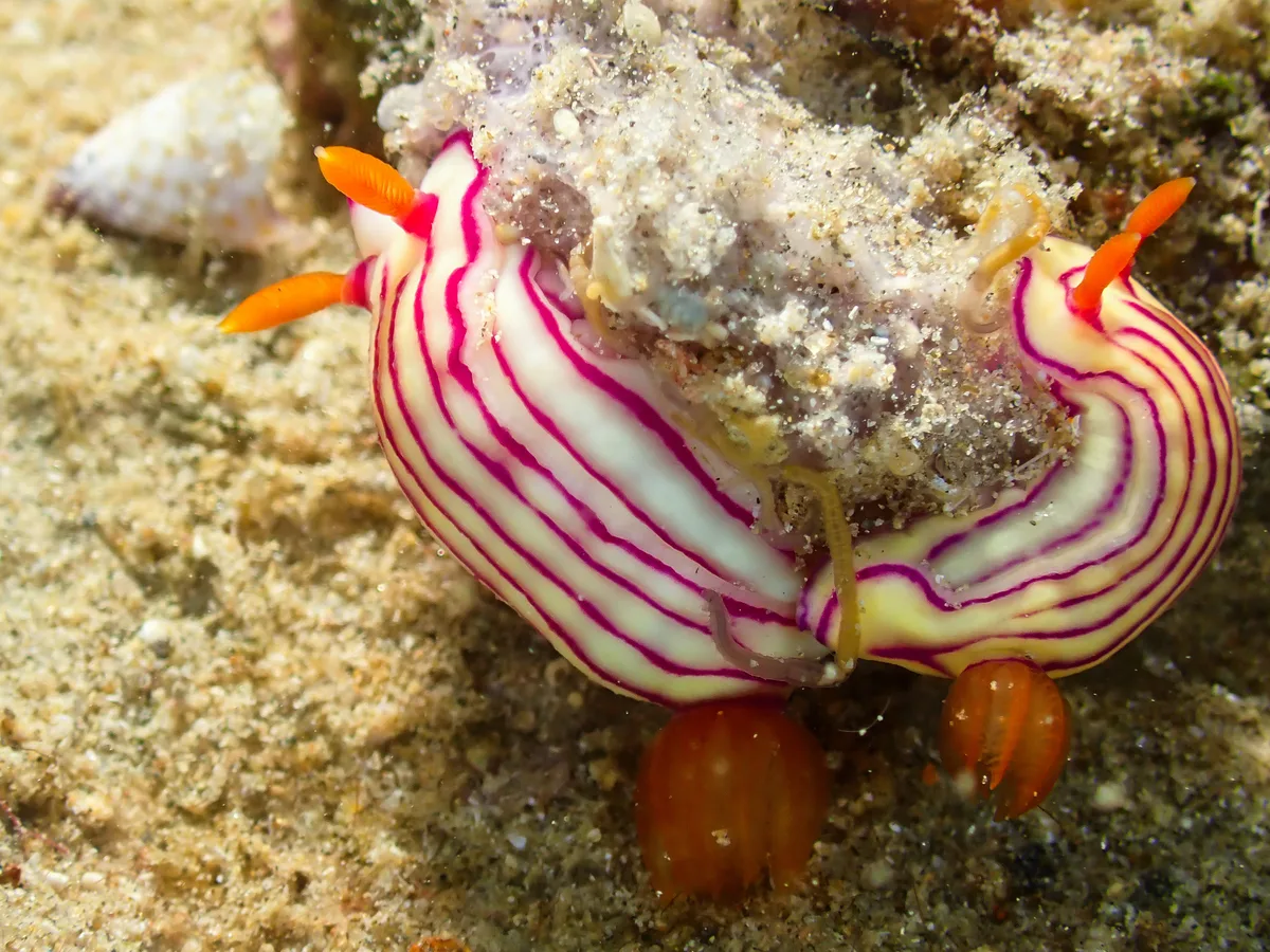 Hypselodoris maridadilus
