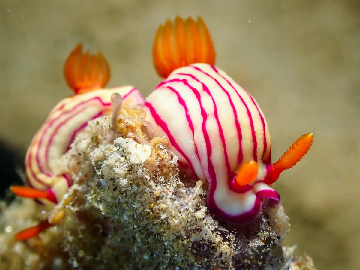 Hypselodoris maridadilus