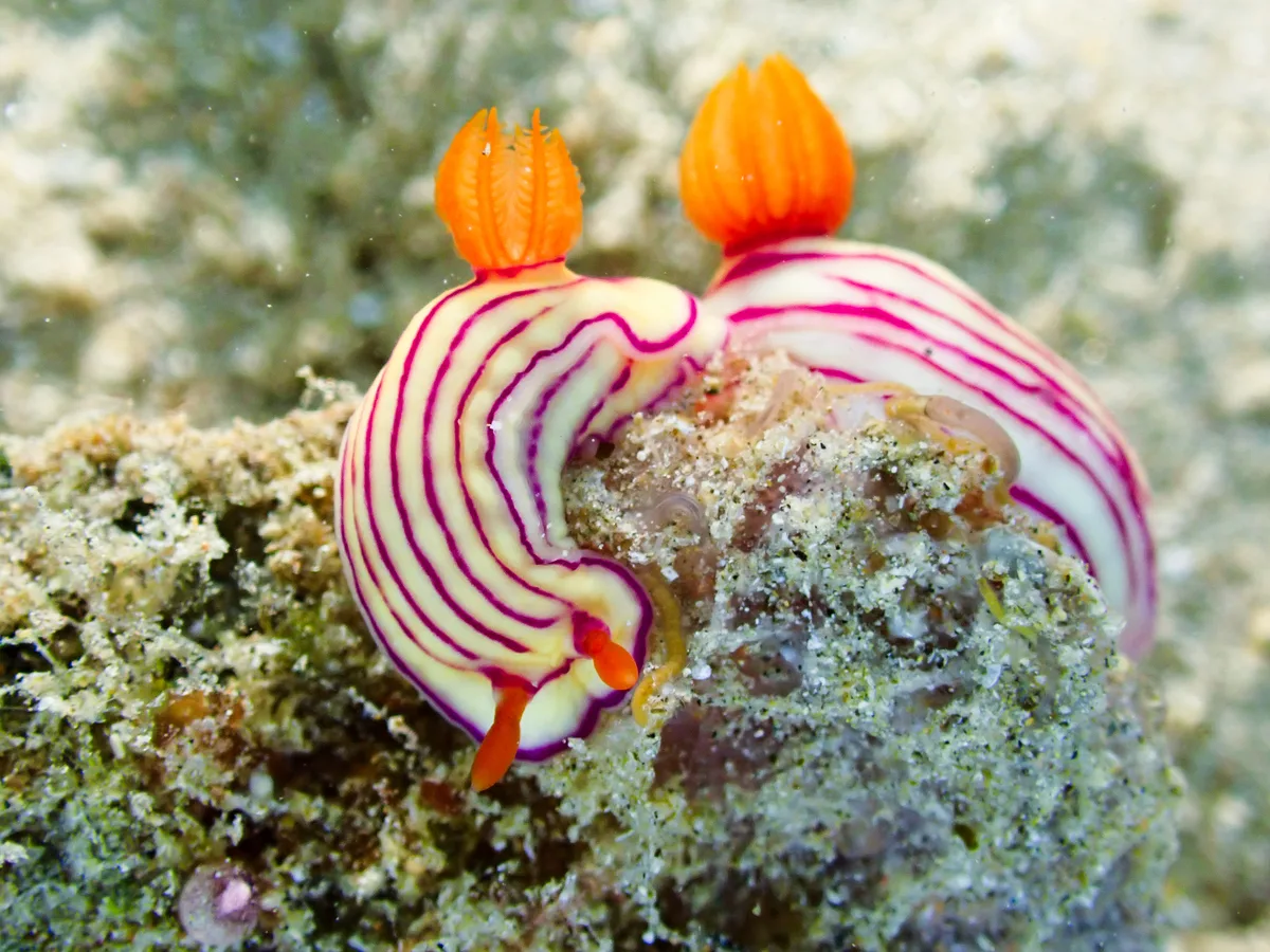 Hypselodoris maridadilus