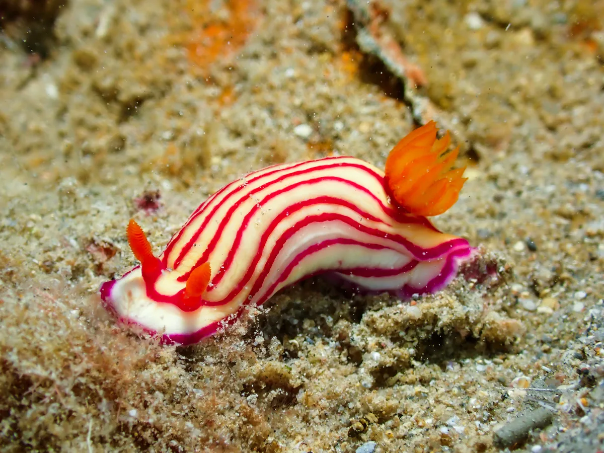 Hypselodoris maridadilus