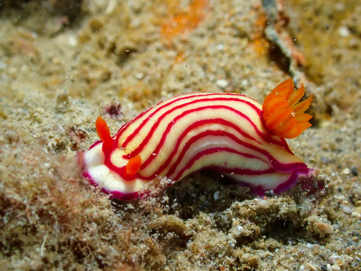 Hypselodoris maridadilus