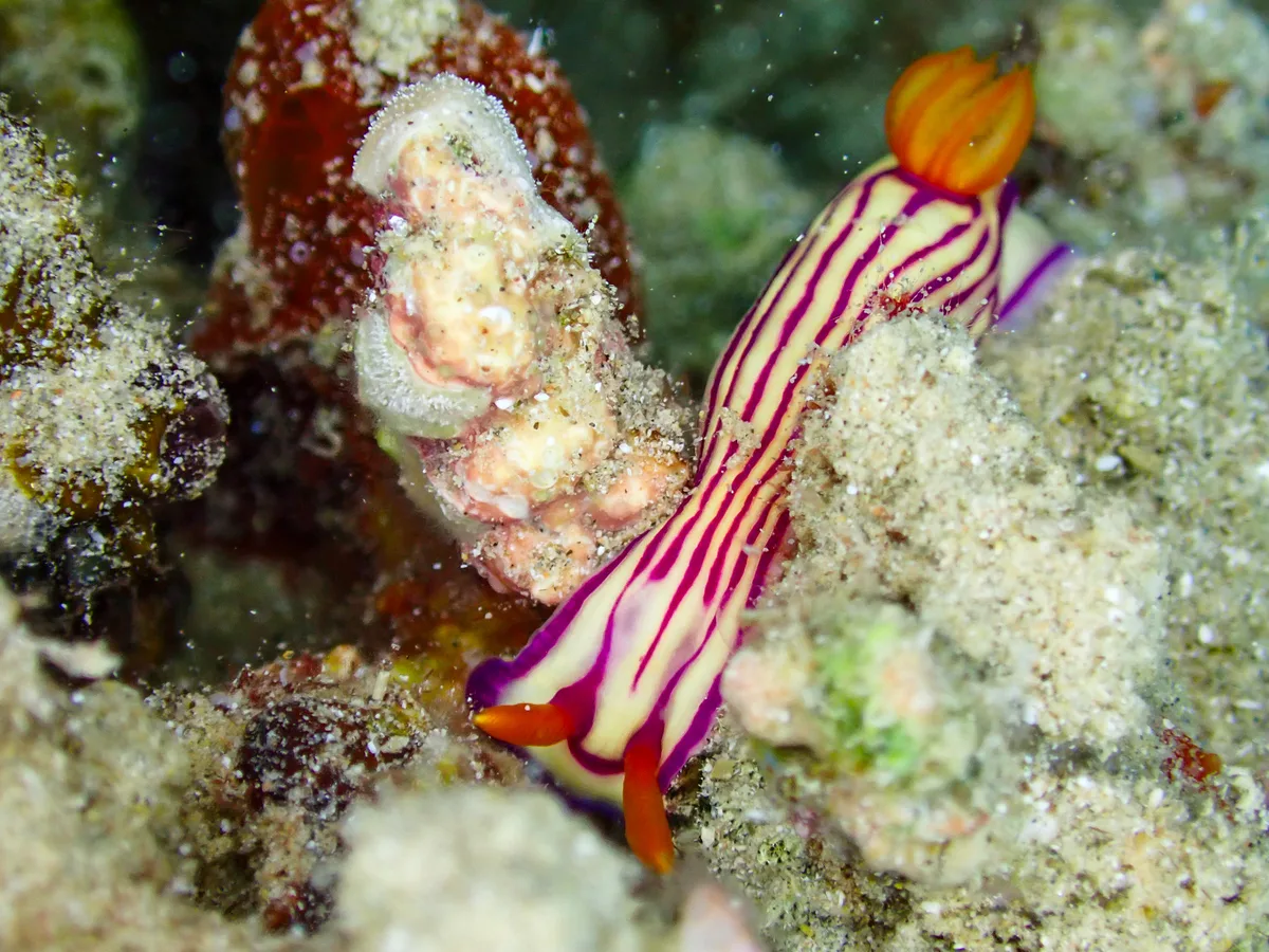 Hypselodoris maridadilus