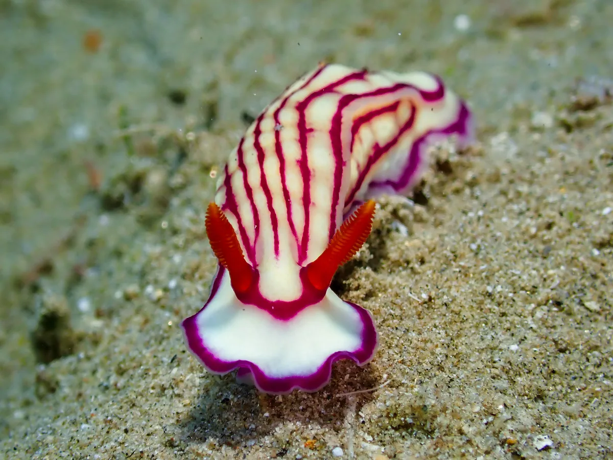 Hypselodoris maridadilus