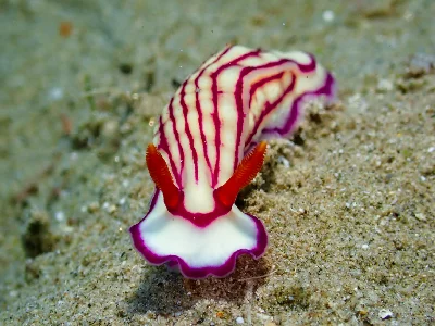 Hypselodoris maridadilus