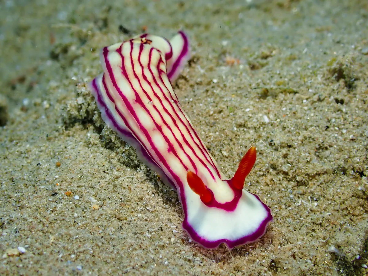 Hypselodoris maridadilus