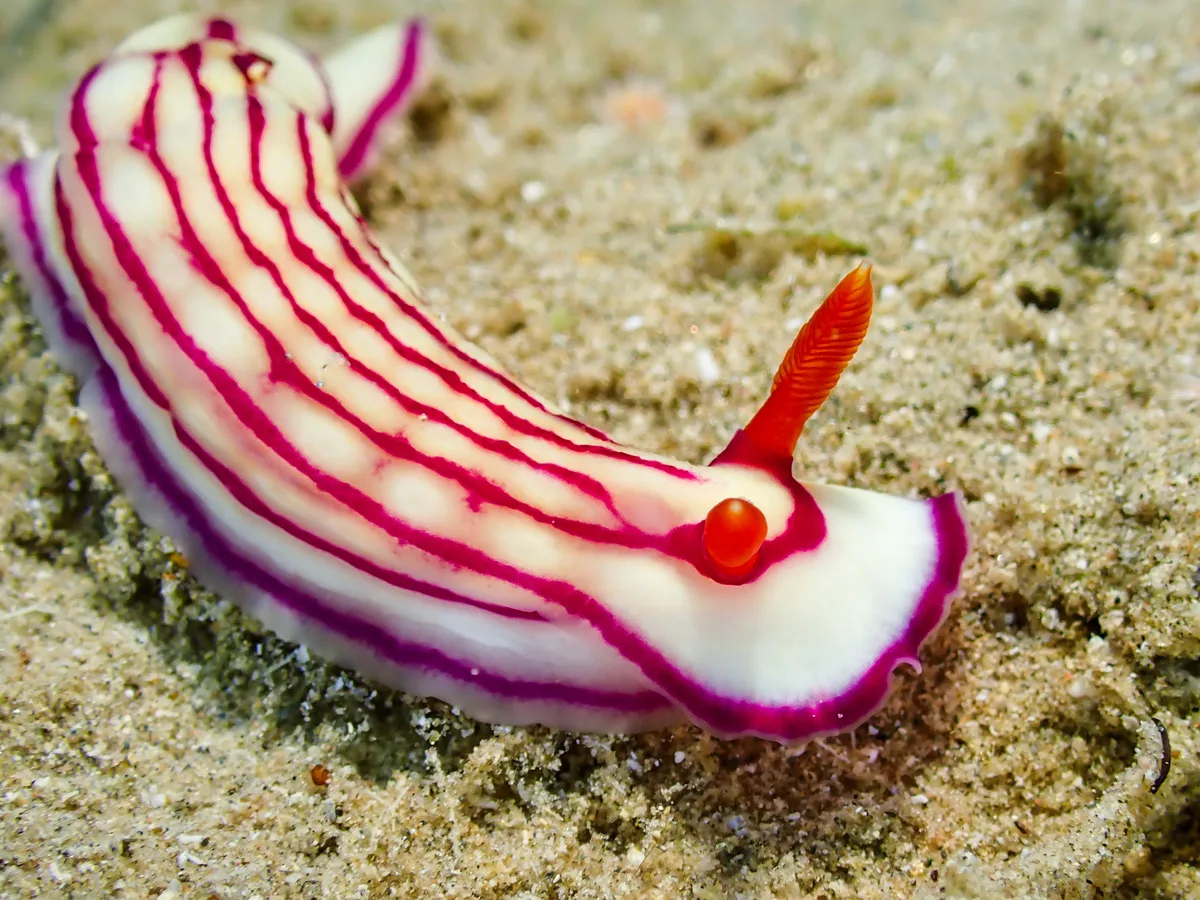 Hypselodoris maridadilus