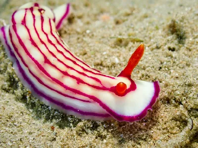 Hypselodoris maridadilus