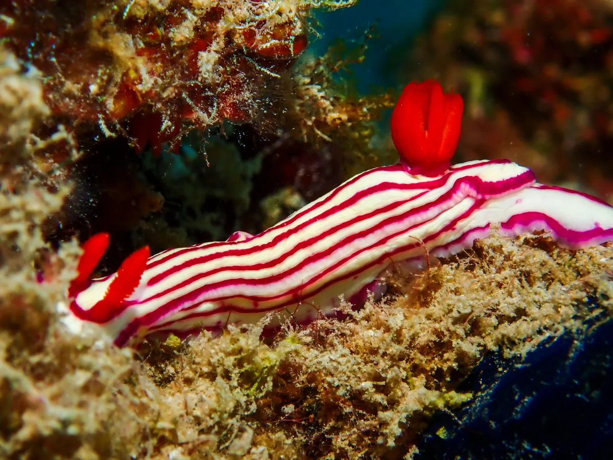 Hypselodoris Maridadilus