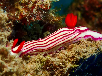 Hypselodoris Maridadilus