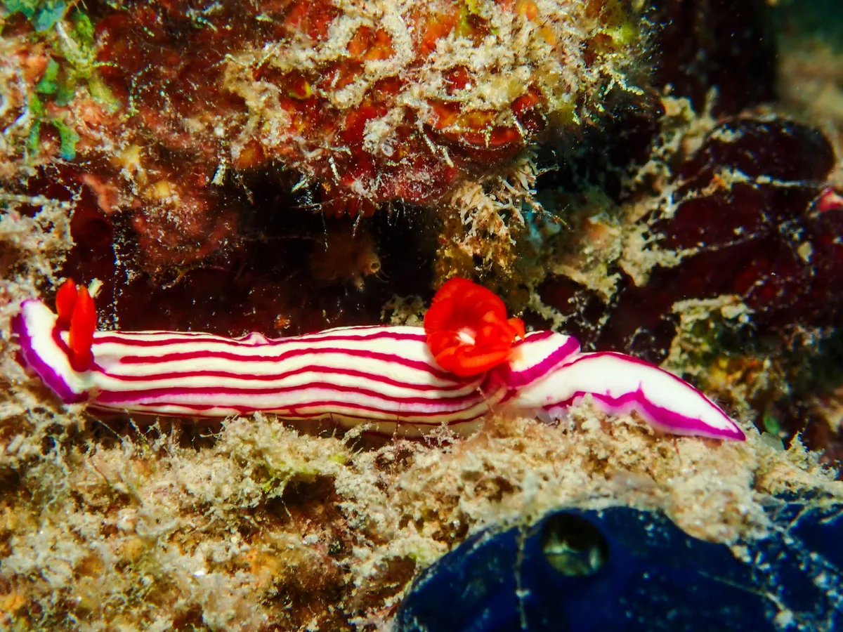Hypselodoris Maridadilus