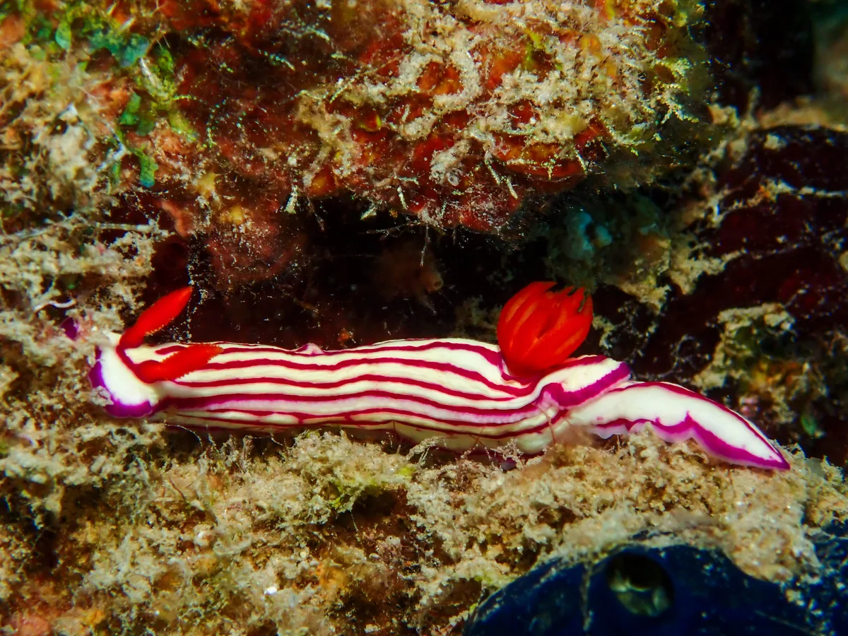 Hypselodoris Maridadilus