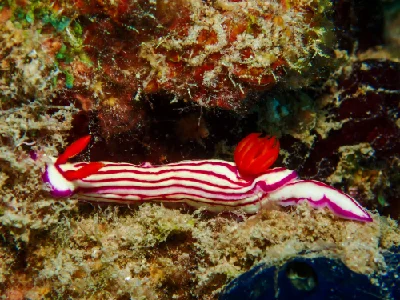 Hypselodoris Maridadilus