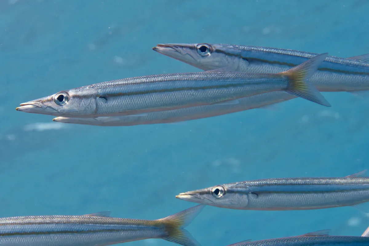 Sphyraena iburiensis - Al-Qusayr, Al Bahr al Ahmar, Egypt