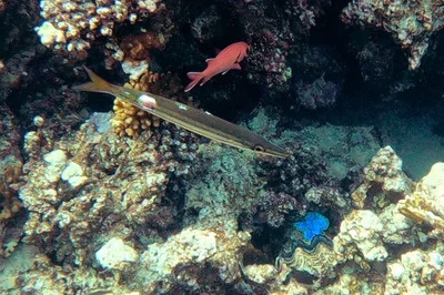 Sphyraena iburiensis - El Qoseir, Red Sea Governorate, Egypte