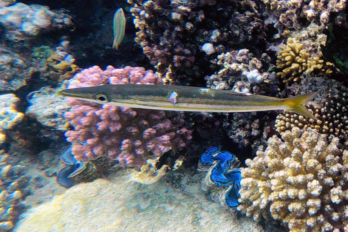 Sphyraena iburiensis - El Qoseir, Red Sea Governorate, Egypte