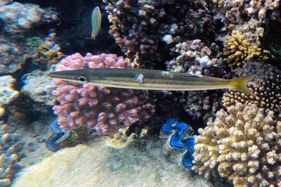 Sphyraena iburiensis - El Qoseir, Red Sea Governorate, Egypte