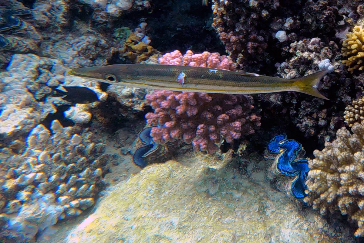 Sphyraena iburiensis - El Qoseir, Red Sea Governorate, Egypte