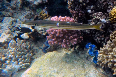 Sphyraena iburiensis - El Qoseir, Red Sea Governorate, Egypte
